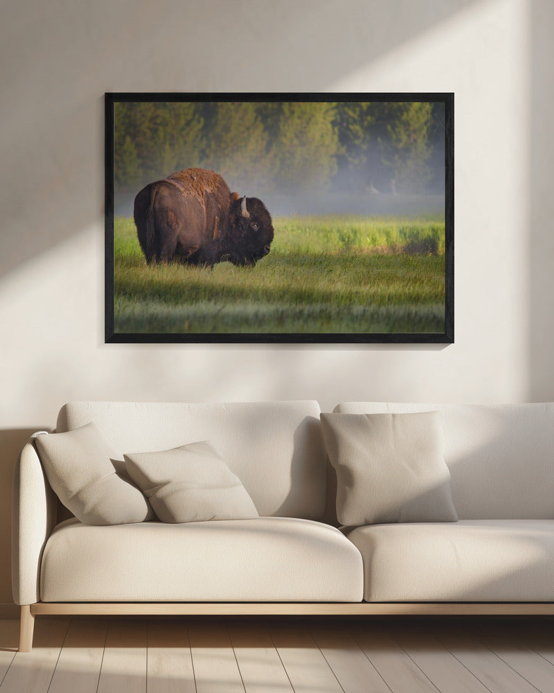 Bison im Morgenlicht | Leinwand