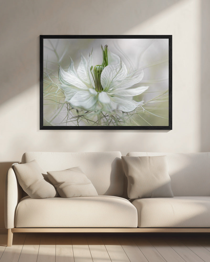 Nigella | Leinwand