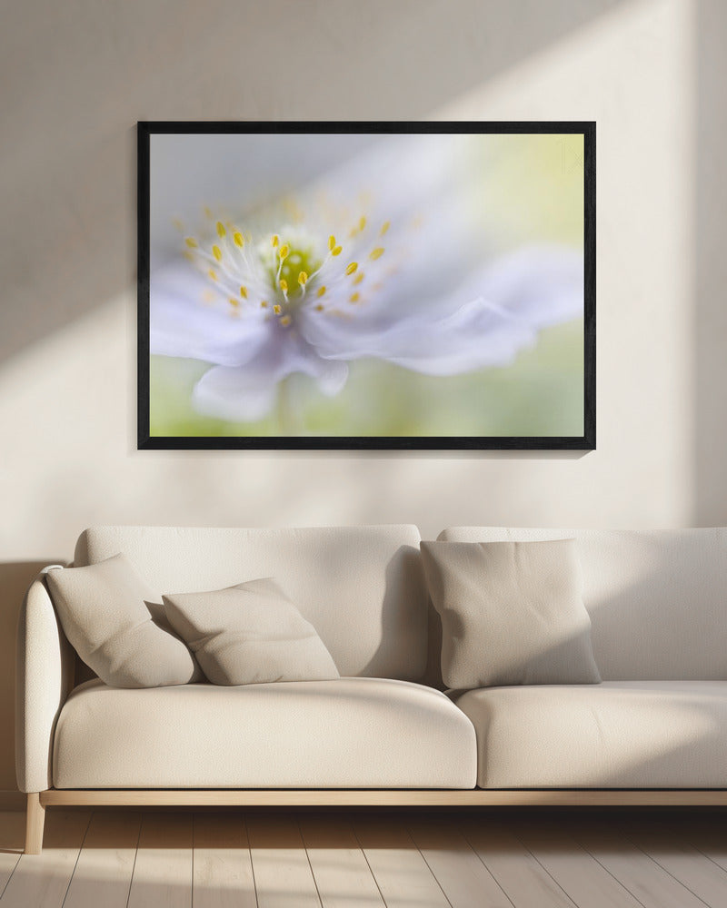 Anemonenschönheit | Leinwand