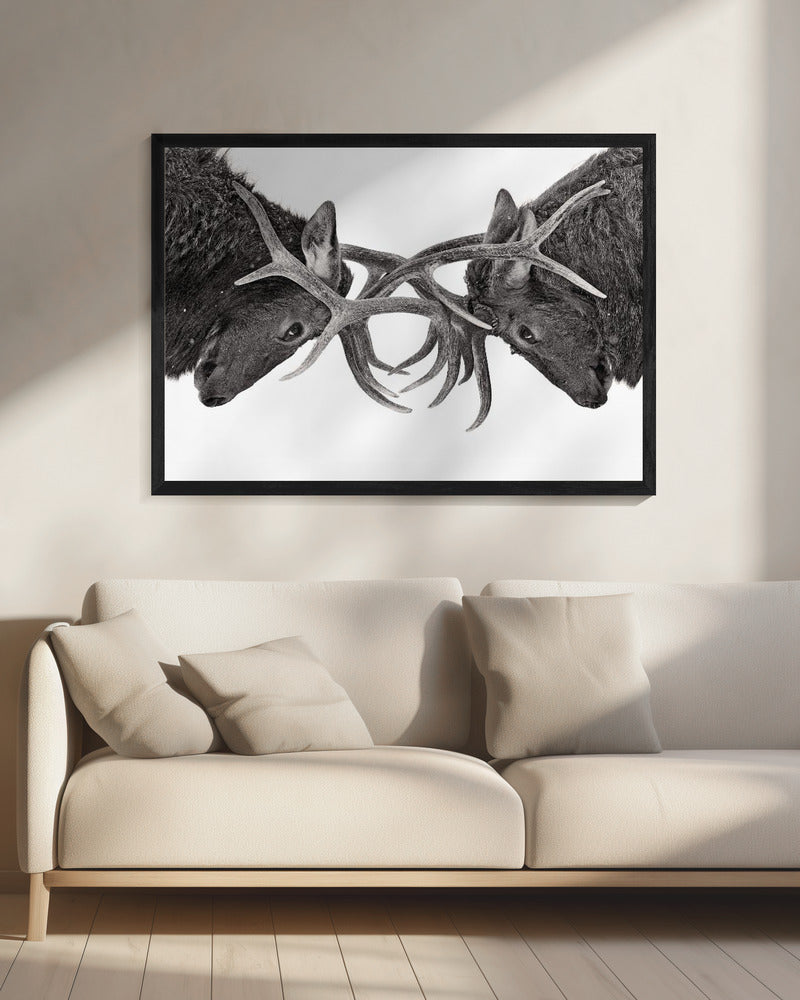 Auge in Auge - Elchkampf | Leinwand