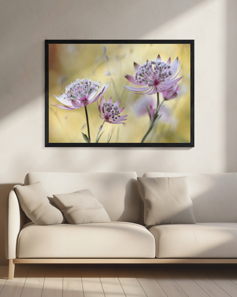 Astrantia Major | Leinwand