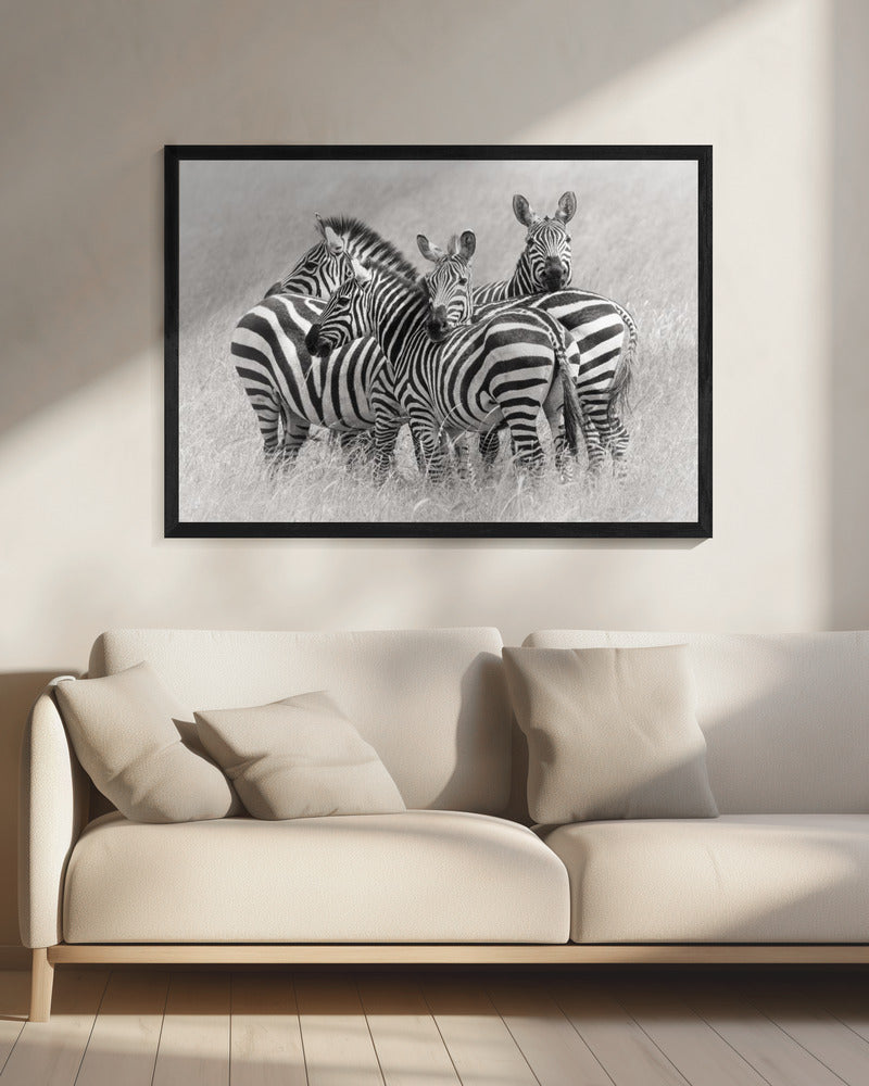 Zebras | Leinwand