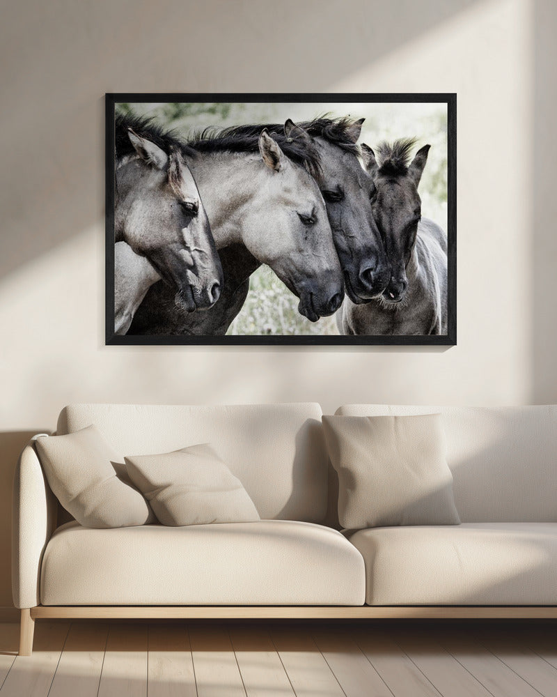 Vier Konik-Pferde | Leinwand