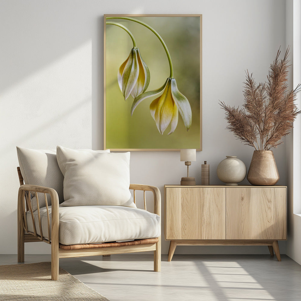 Tulipa | Poster