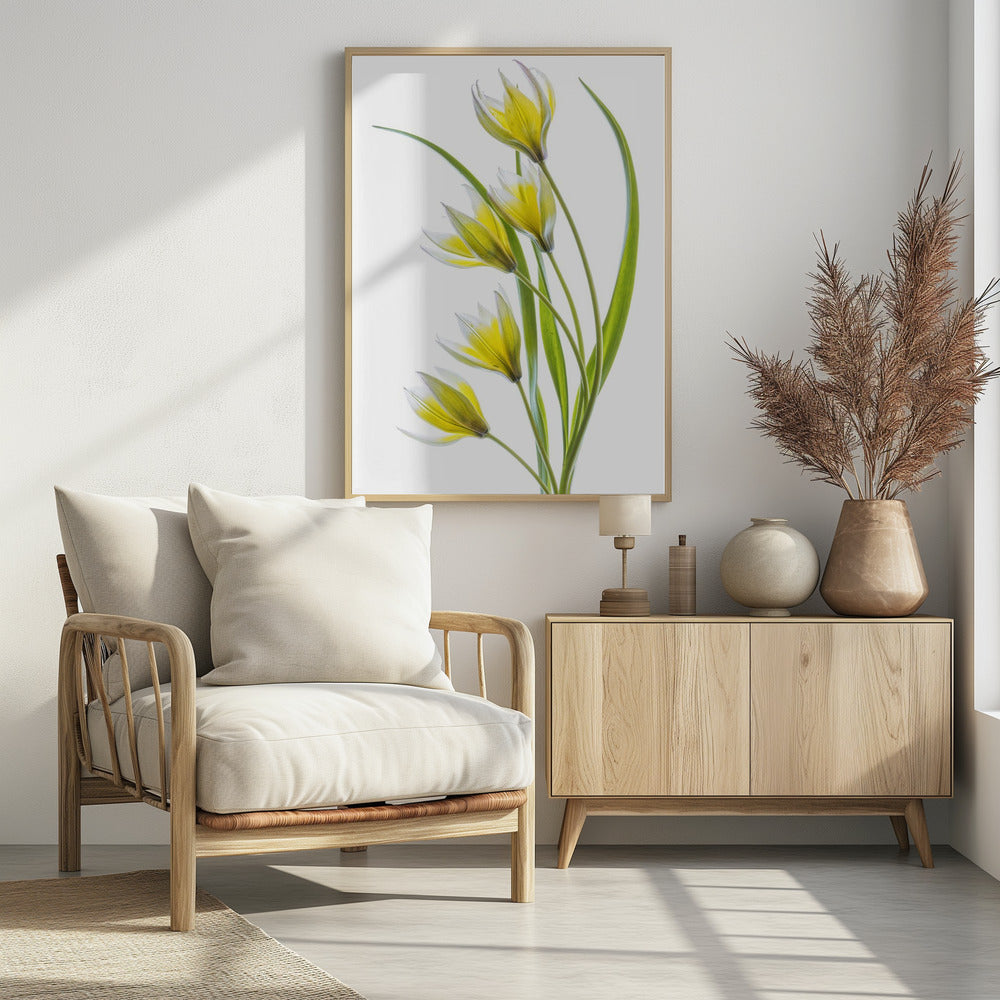 ~Tulipa | Poster
