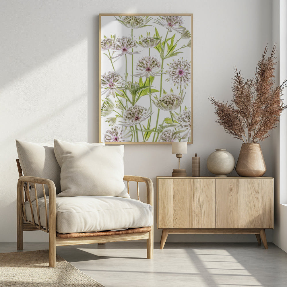 .Astrantia. | Poster
