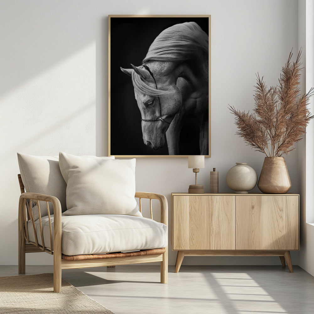 weißer Hengst | Poster