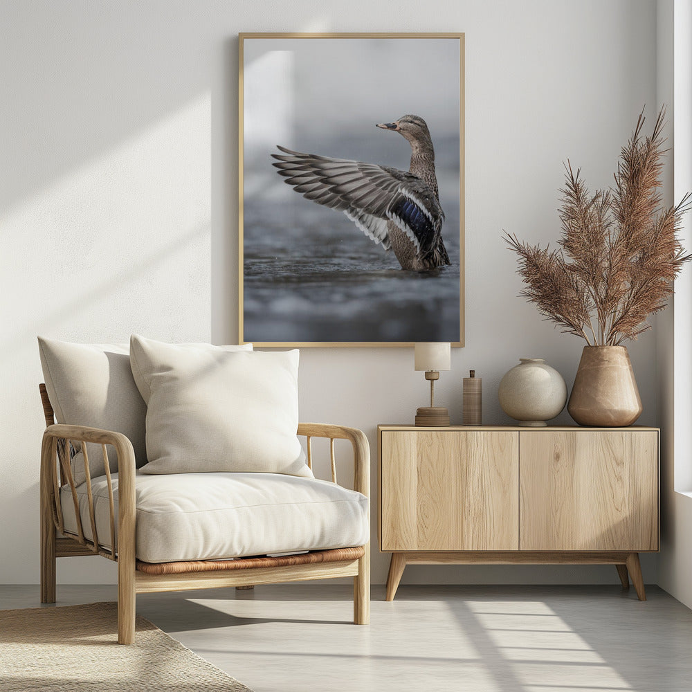 Weibliche Stockente mit ausgebreiteten Flügeln | Poster