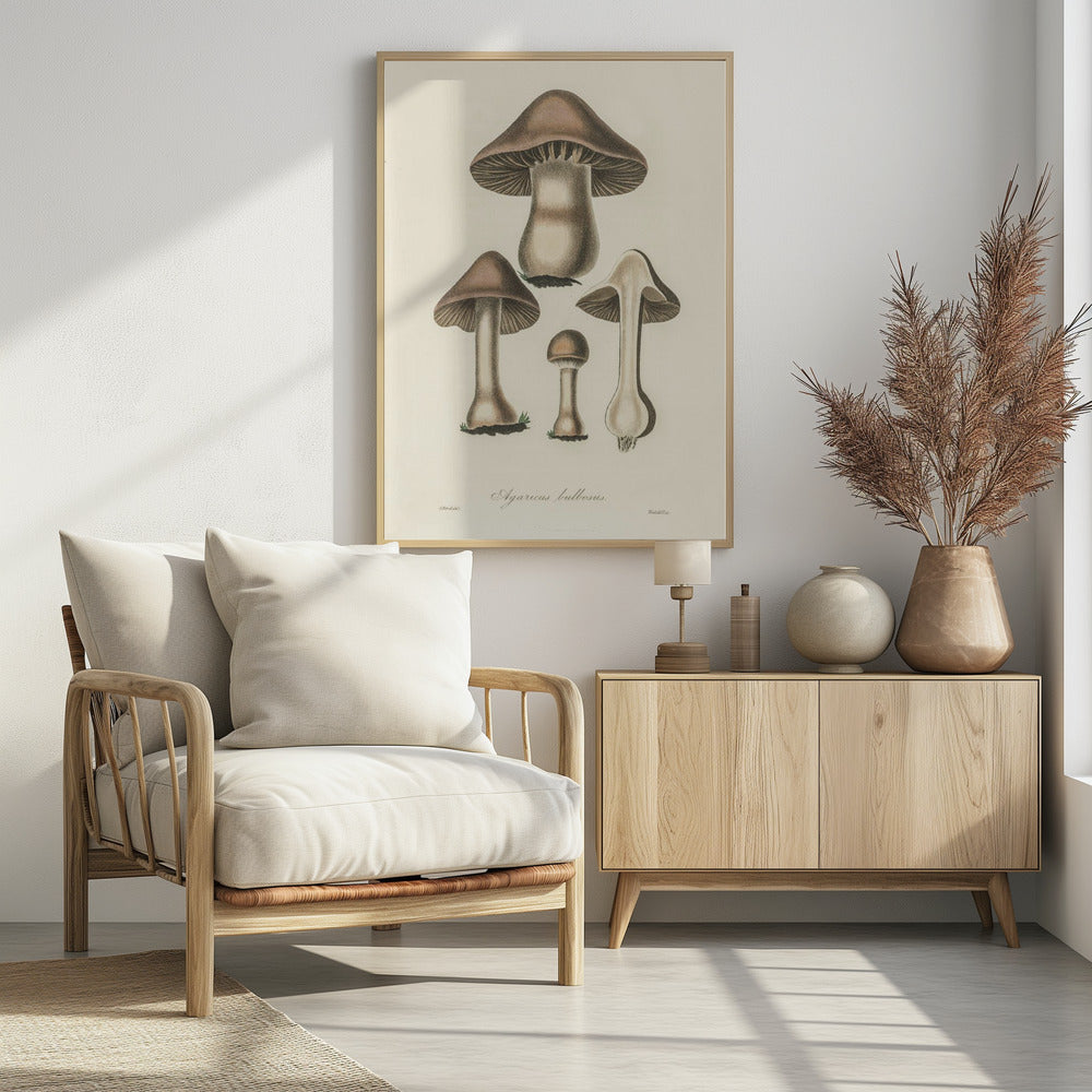 Agaricus Bulbosus Illustration. Medizinische Botanik 1836 | Poster