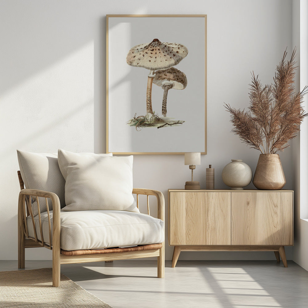 Hand Drawn Parasol Mushroom | Poster