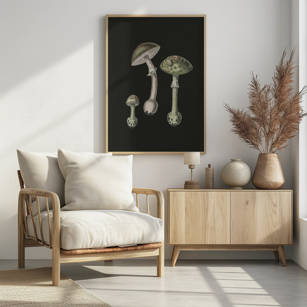 Amanita Muscaria Dunkler Hintergrund | Poster