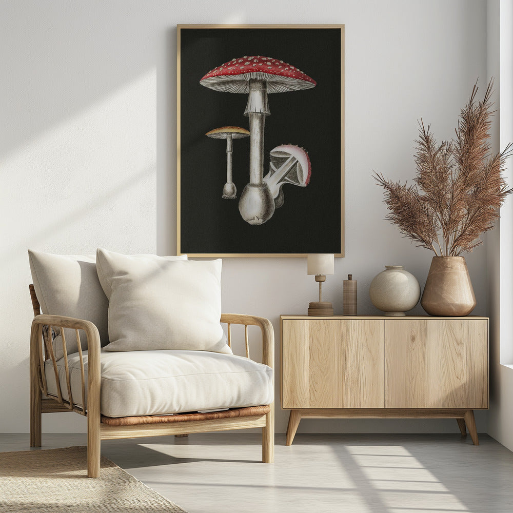 Amanita Muscaria Dunkler Hintergrund | Poster