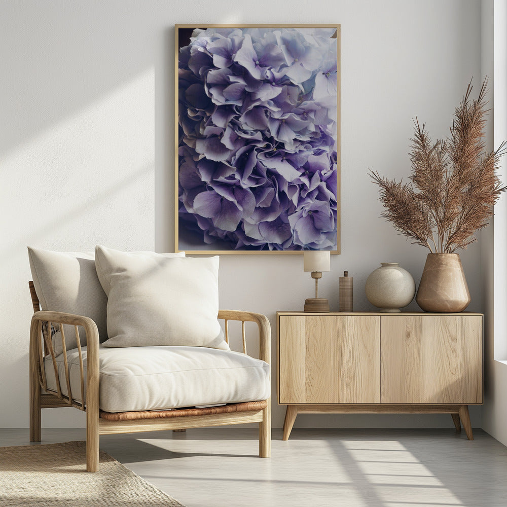 Leuchtend lila Hortensienblüten | Poster