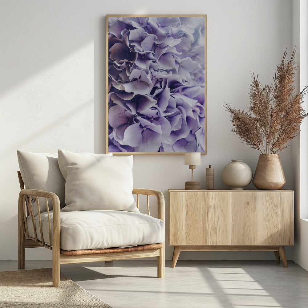 Leuchtend lila Hortensienblüten | Poster