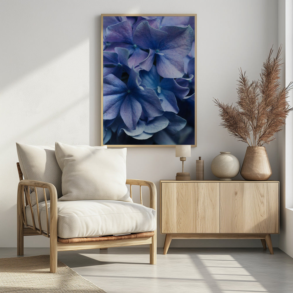 Leuchtend lila Hortensienblüten | Poster