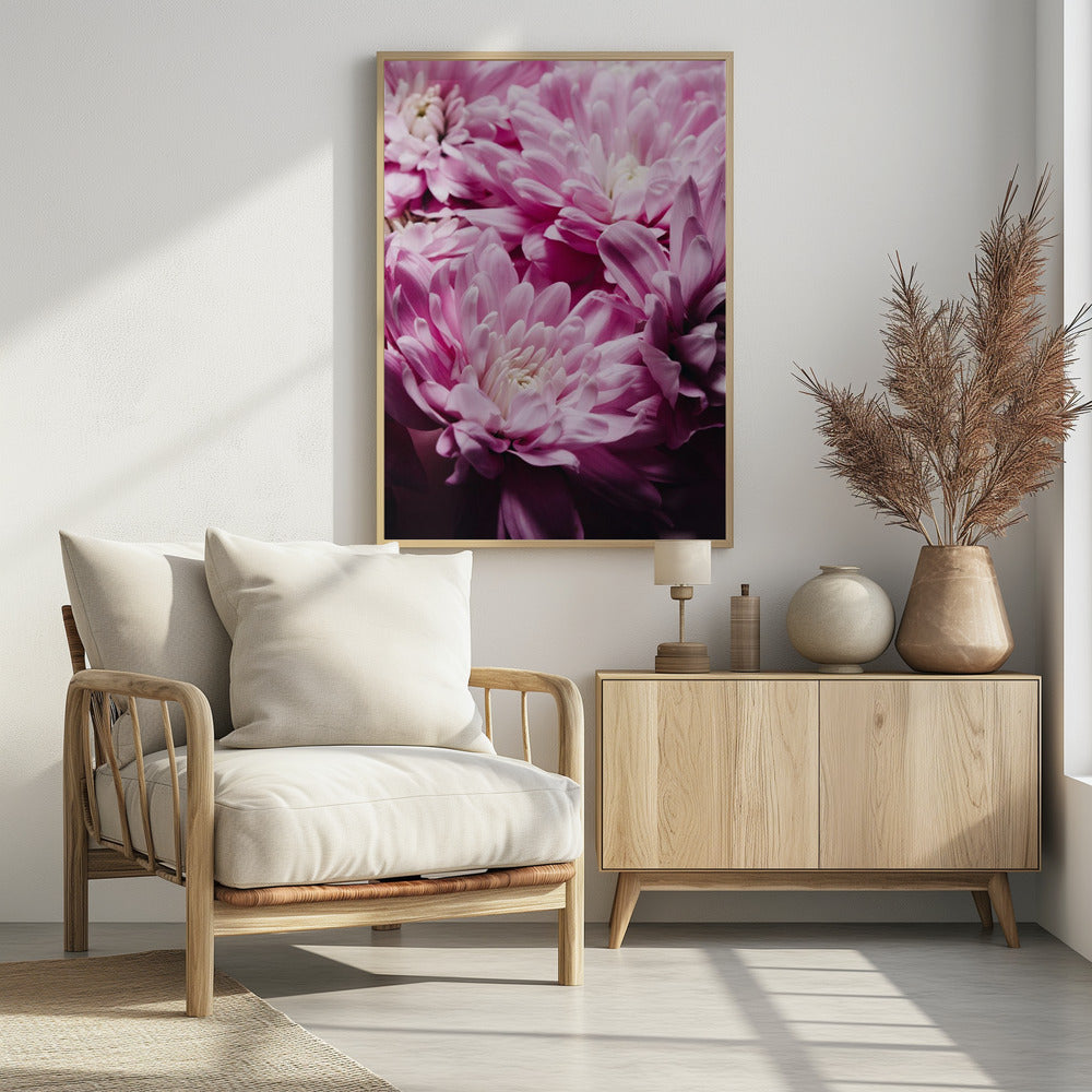 rosa Chrysanthemenblüte | Poster