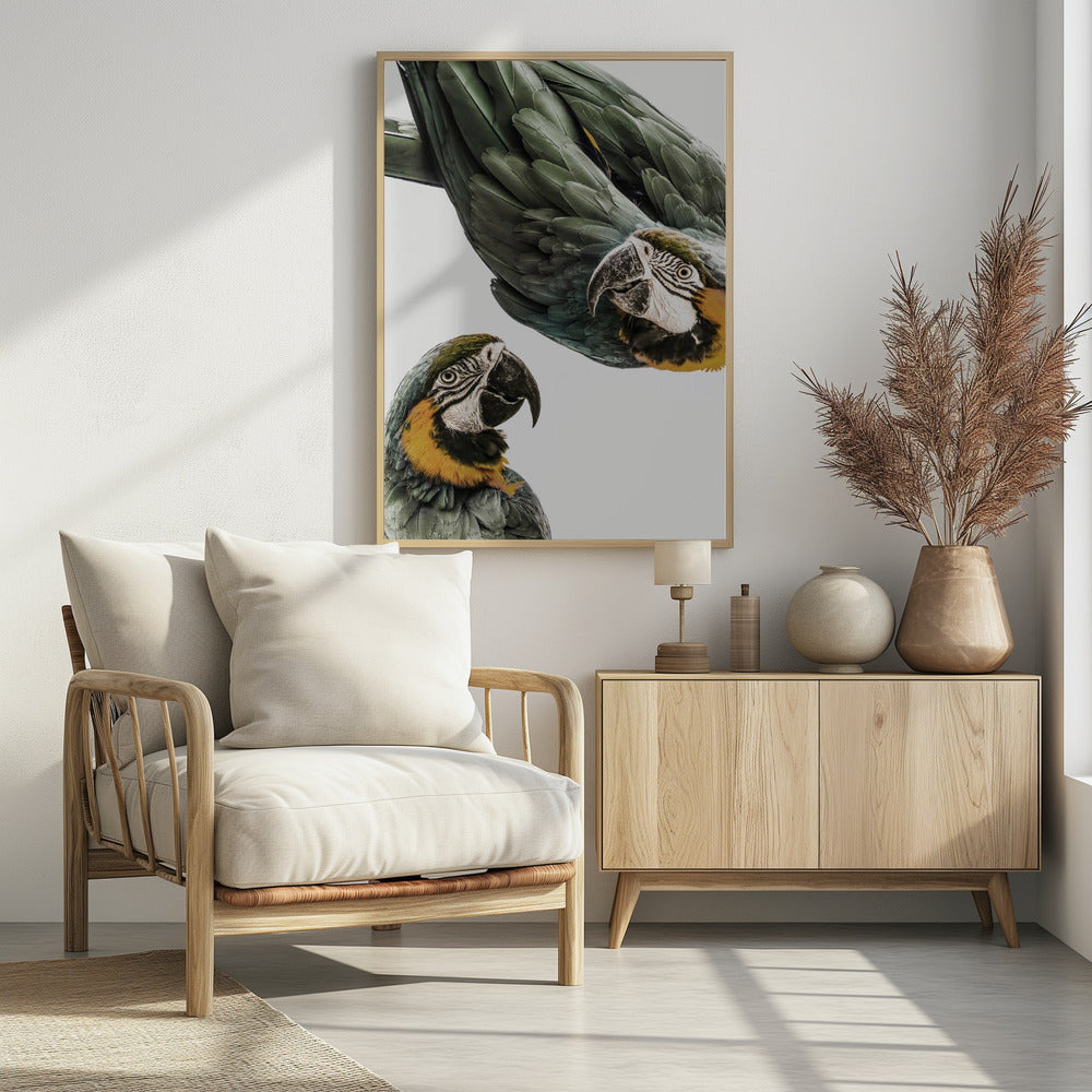 Lebendiges Papageien-Duo | Poster