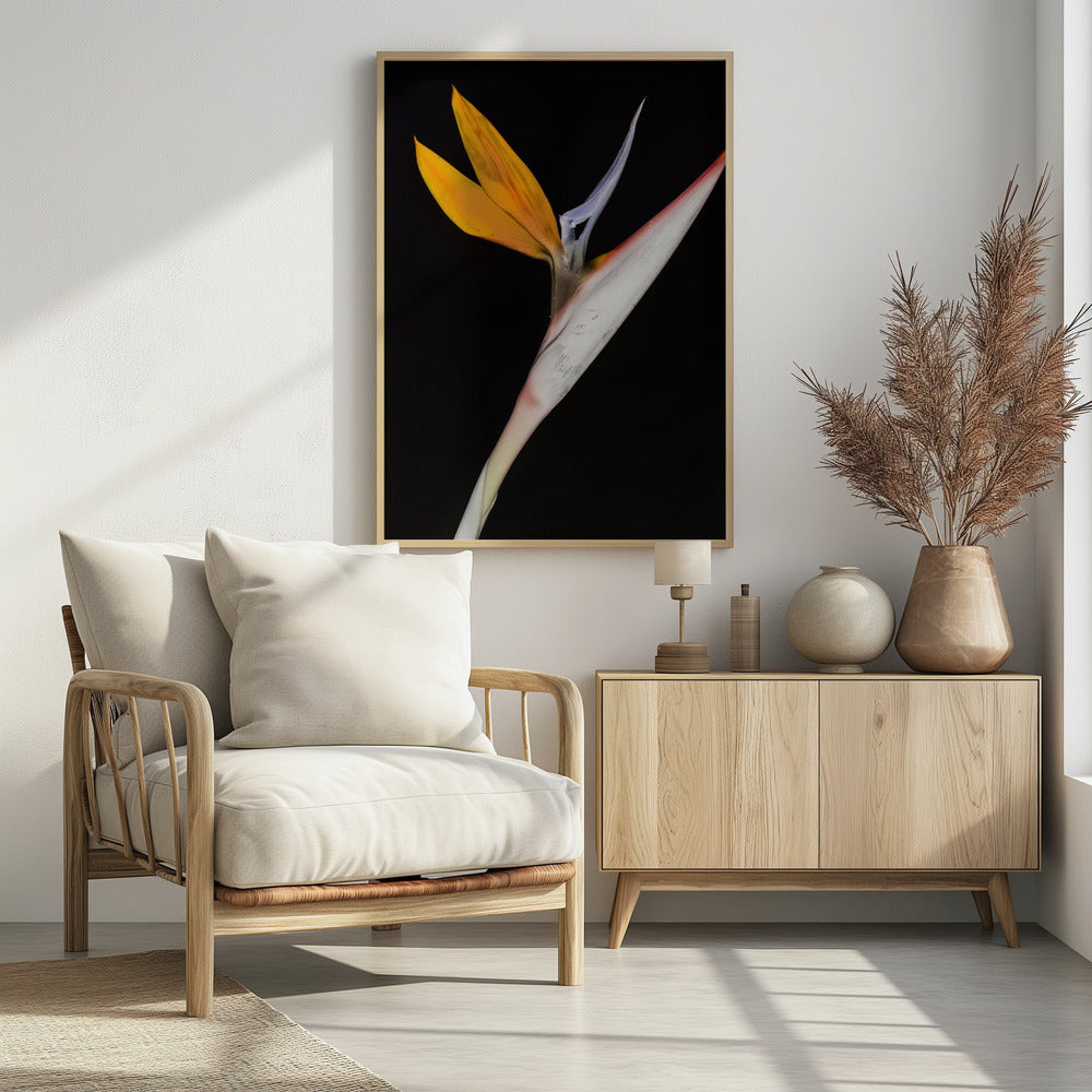Paradiesvogel | Poster