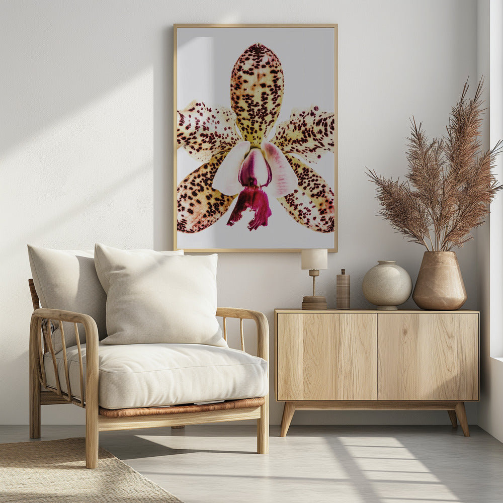 Gefleckte Orchideenexplosion | Poster