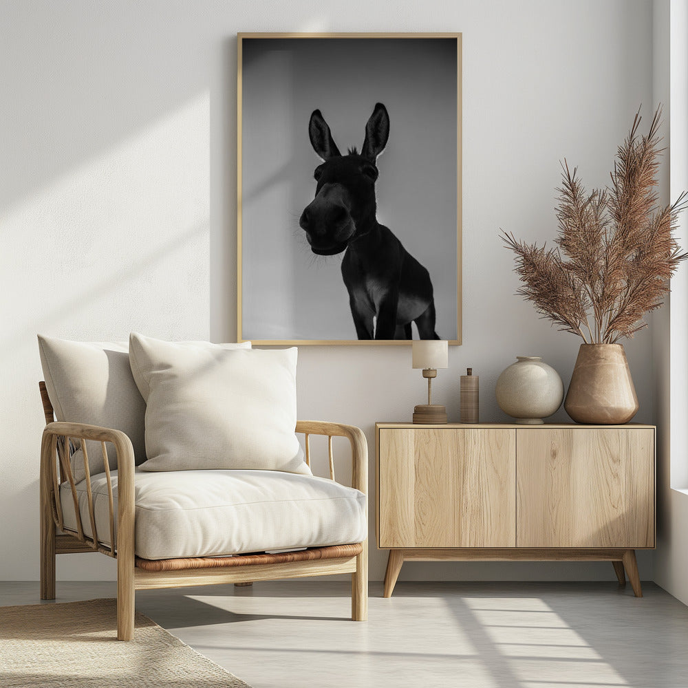 Neugieriger Eselblick | Poster