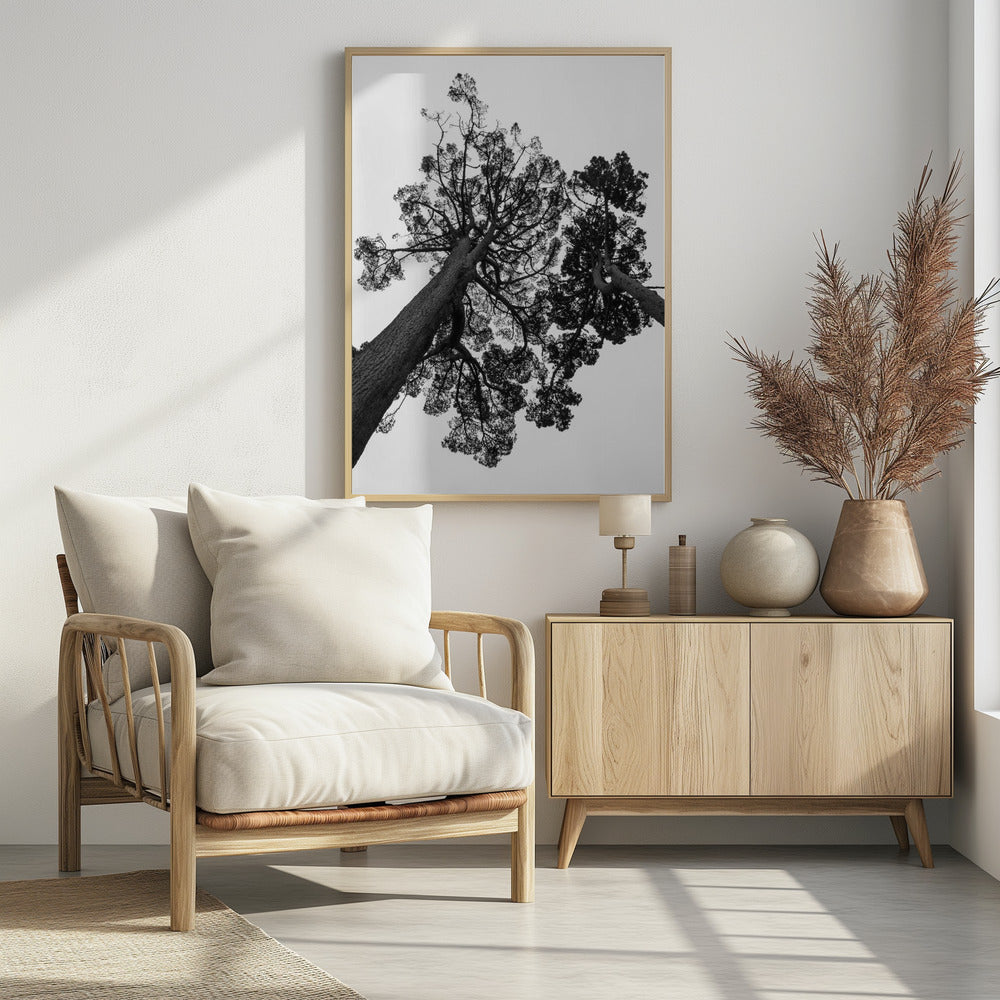 Hoch aufragende Kiefern | Poster