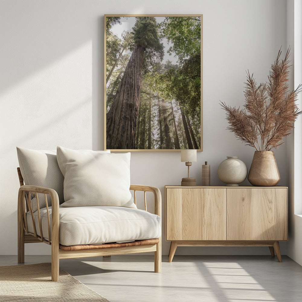 Hoch aufragende Redwoods | Poster