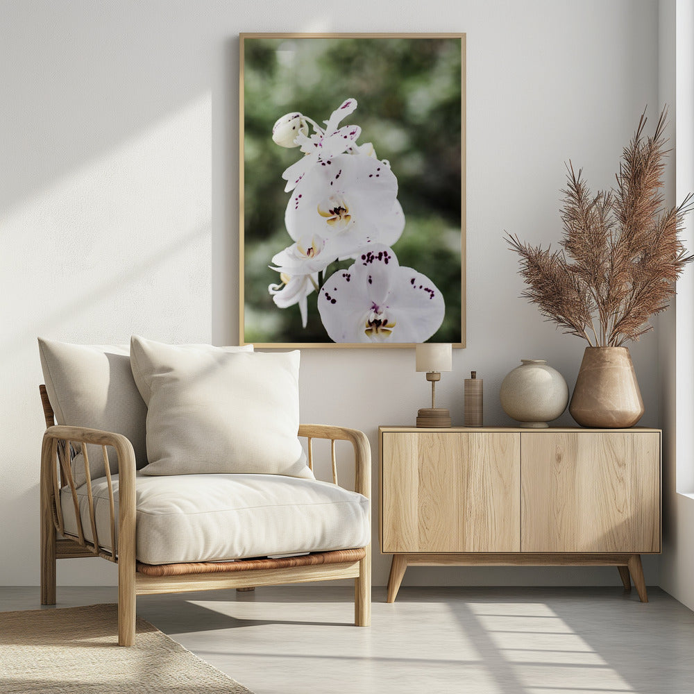 Frühlingsblüten | Poster