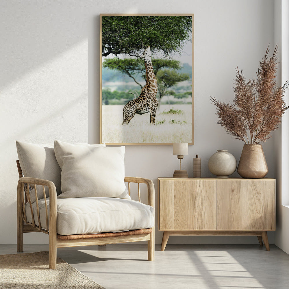 Majestätische Giraffe streckt sich | Poster