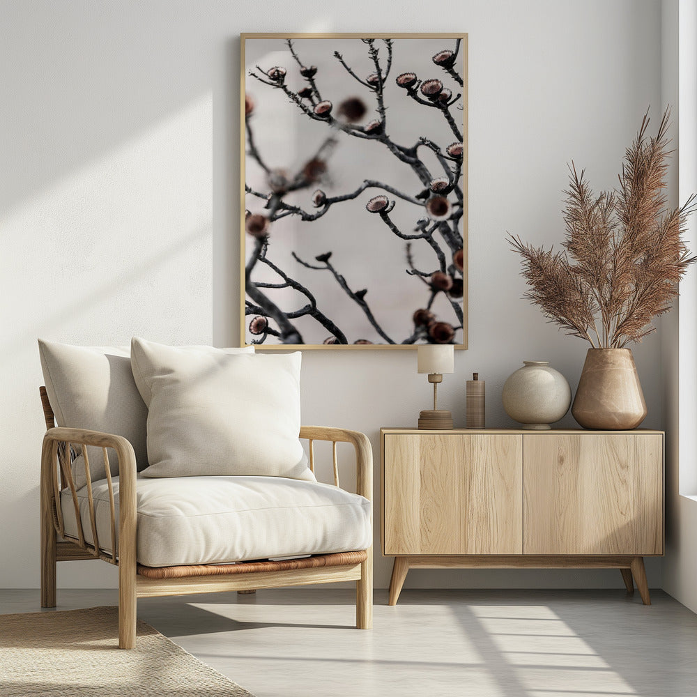 Swartberg Protea | Poster