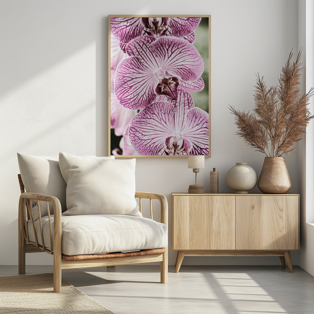 Tiger Blooms | Poster
