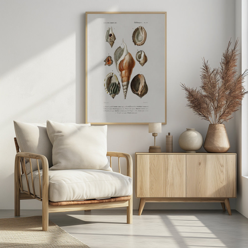 Verschiedene Weichtierarten | Poster