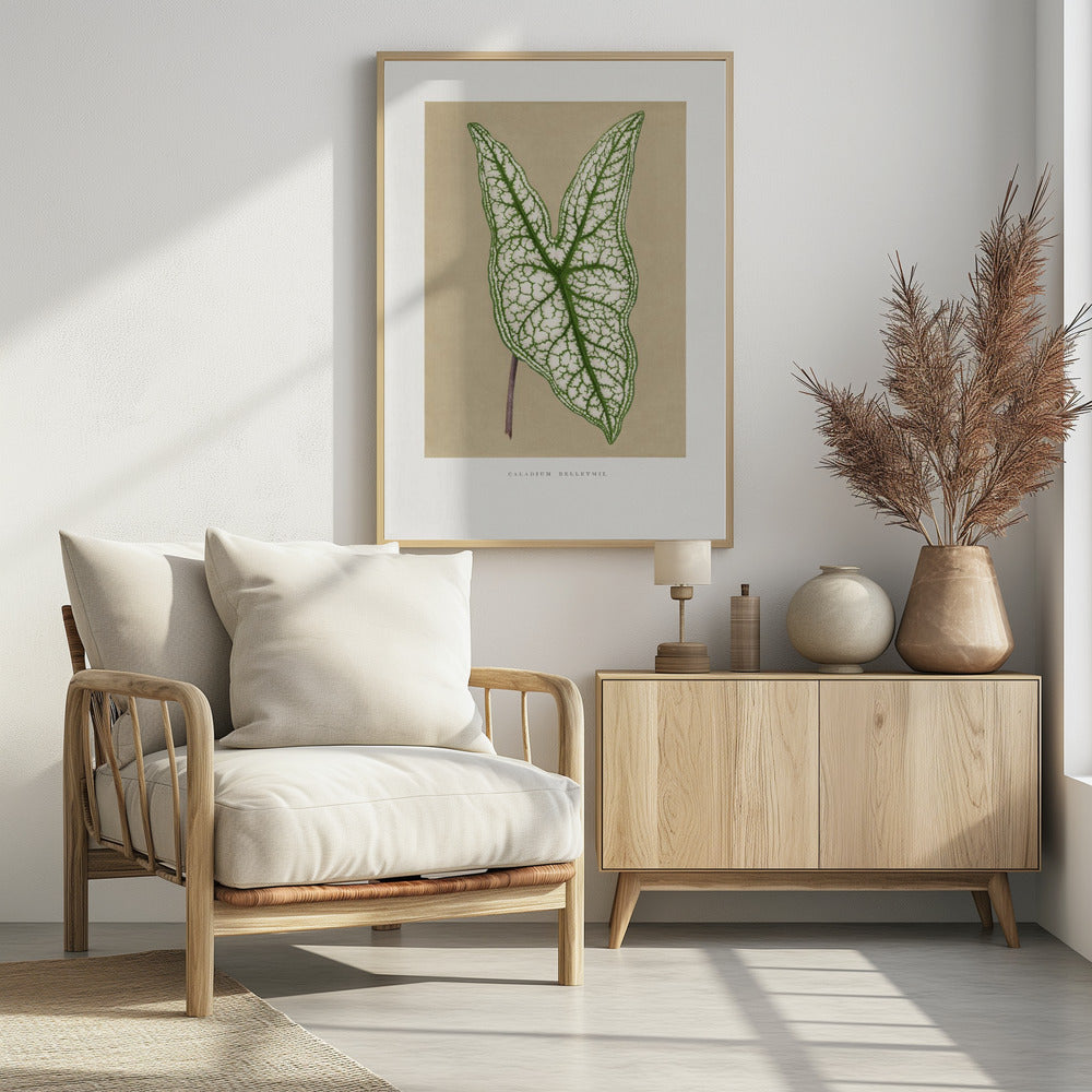 Grüne Caladium Belleymii Blatt Illustration | Poster