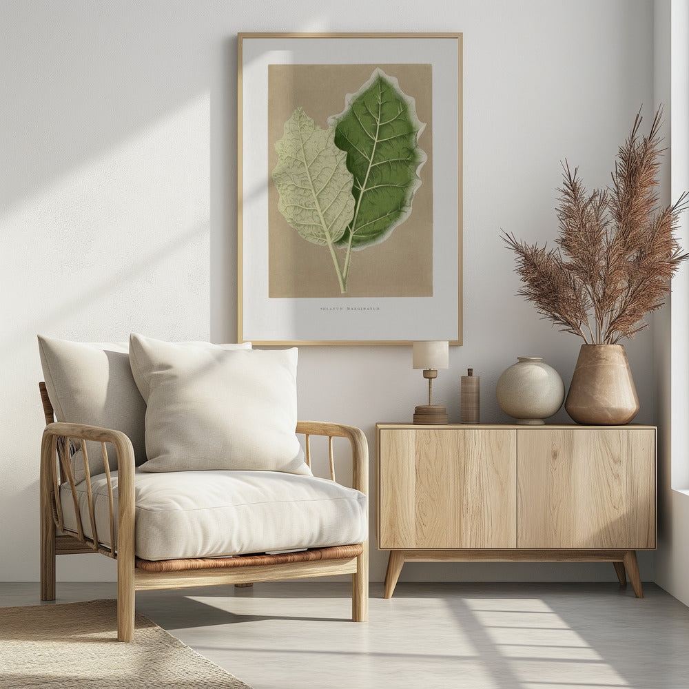 Grünes Solanum Marginatum Blatt Illustration | Poster