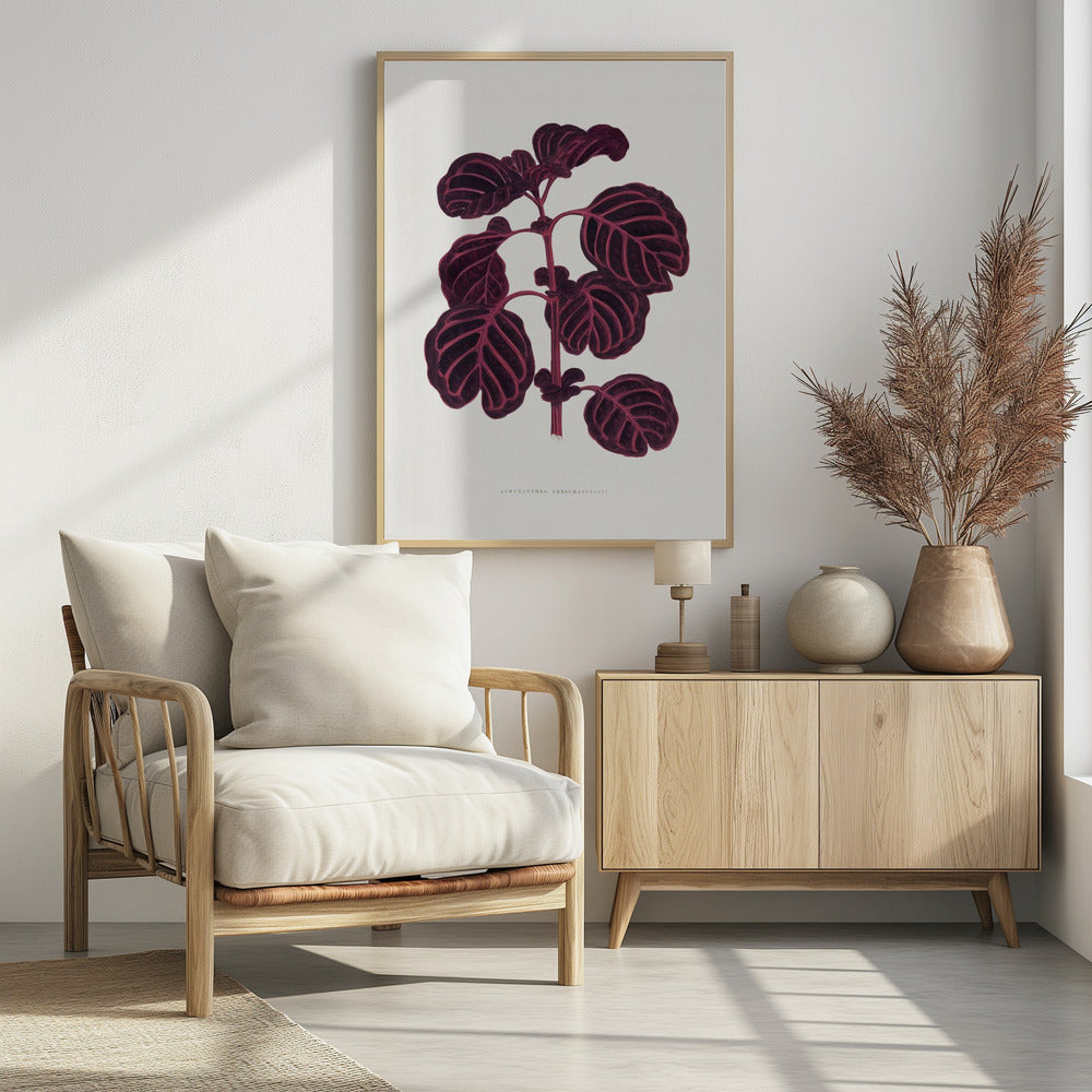 Rosa Achyranthes Verschaffeltii Blattillustration | Poster