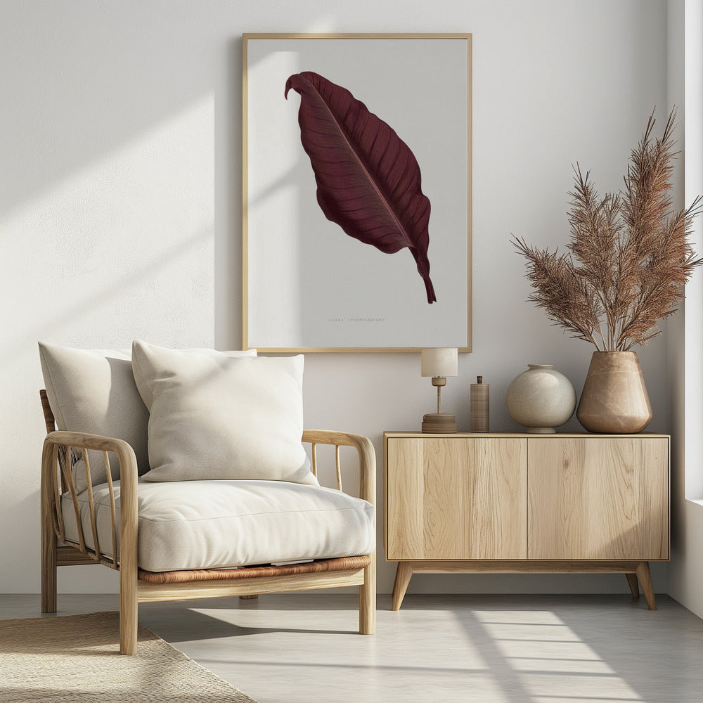 Rosa Canna Atronigricans Blatt Illustration | Poster