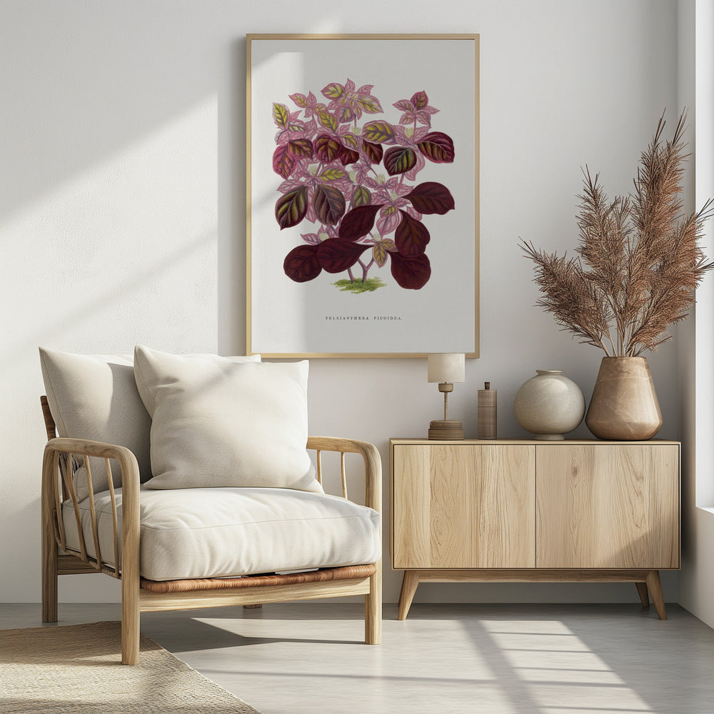 Rosa Teleianthera Ficoidea Blatt Illustration | Poster
