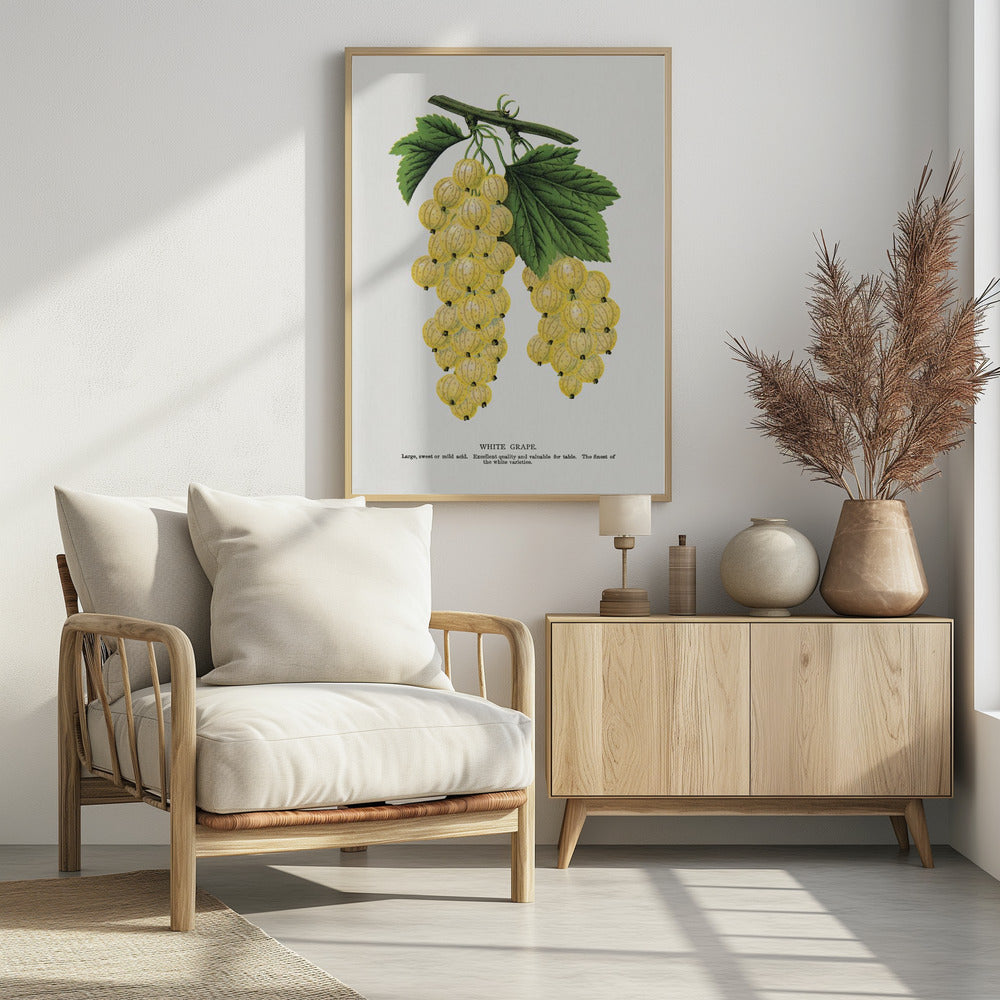Weiße Trauben Lithographie | Poster