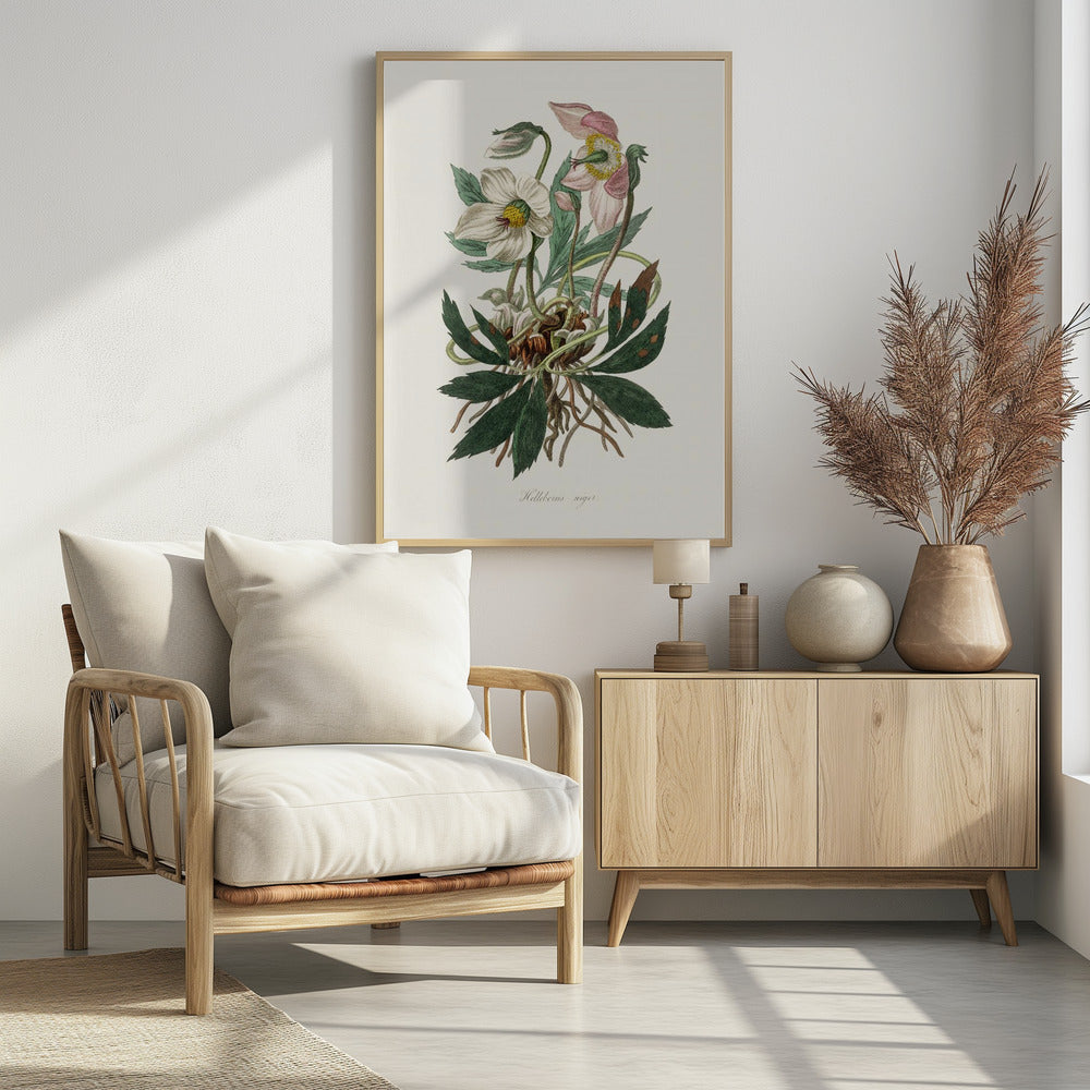 Christrose (Helleborus Niger) Medizinische Botanik | Poster