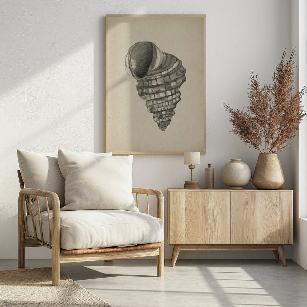 Muscheln | Poster