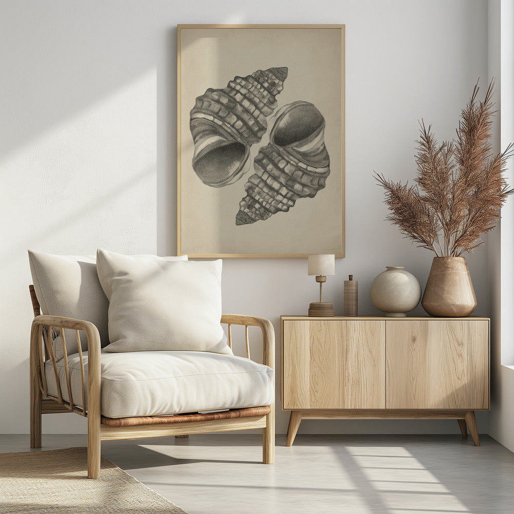 Muscheln | Poster
