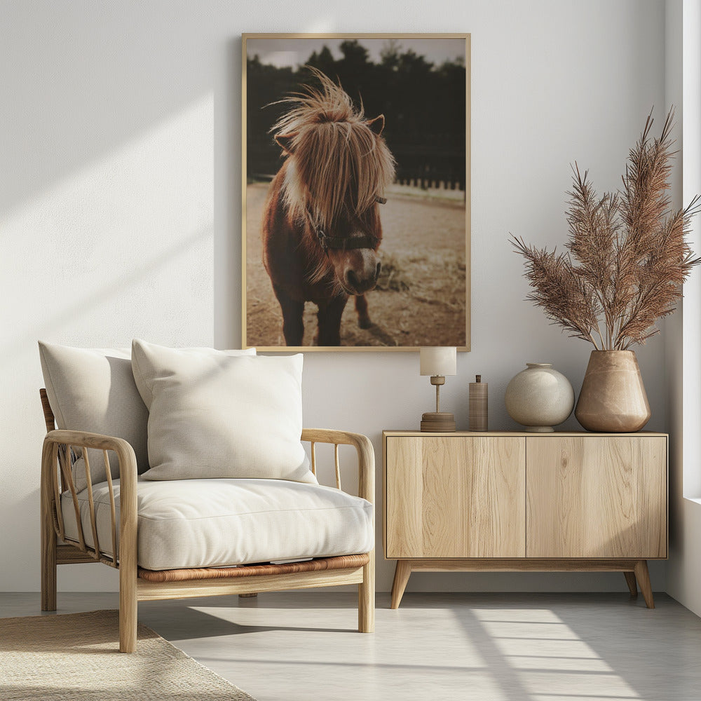 Pony mit zotteliger Mähne | Poster
