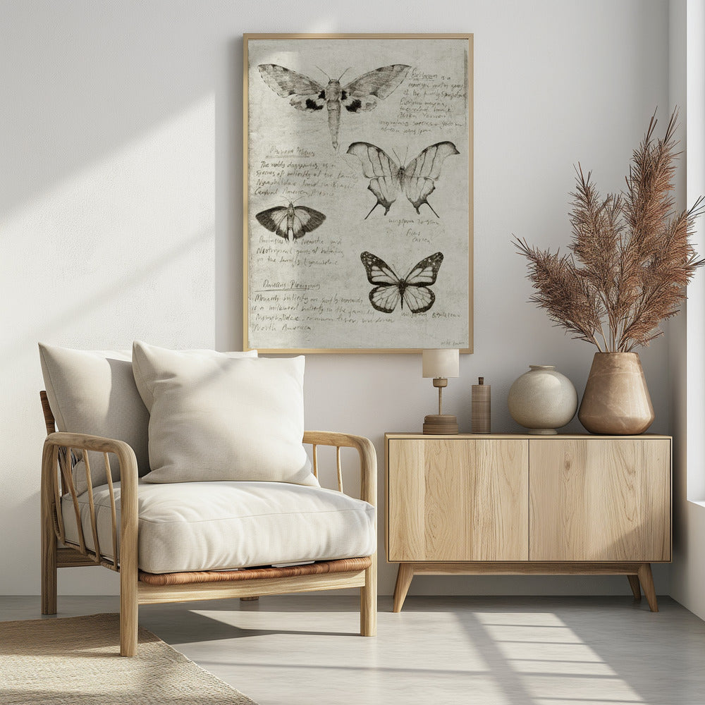 Schmetterlingsillustrationen | Poster