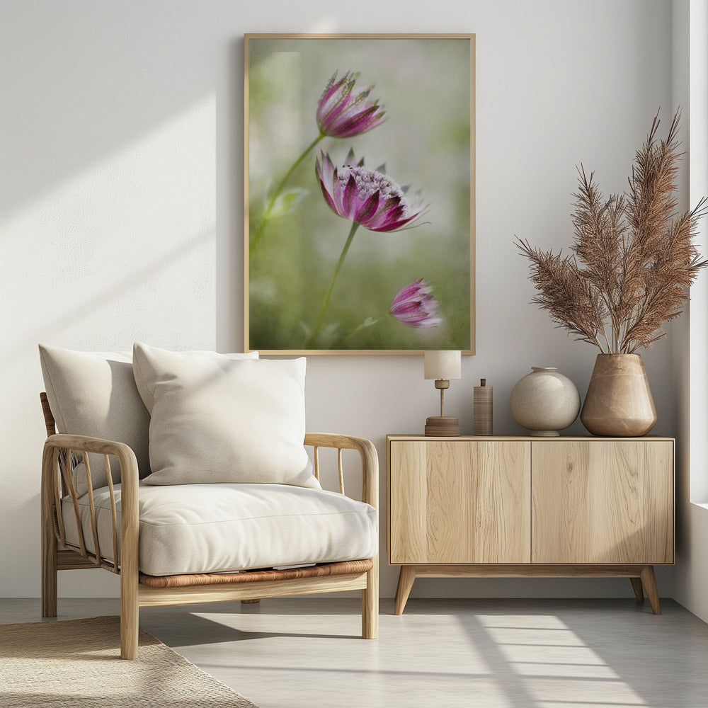 Astrantia | Poster