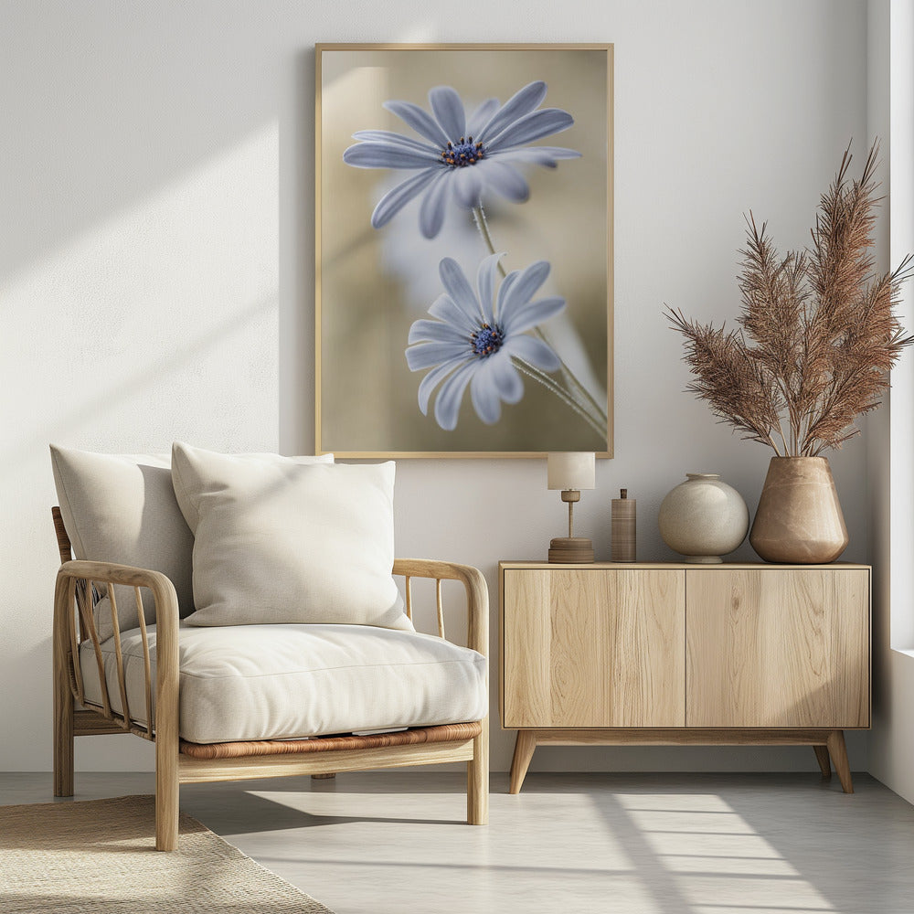 Cape daisies | Poster