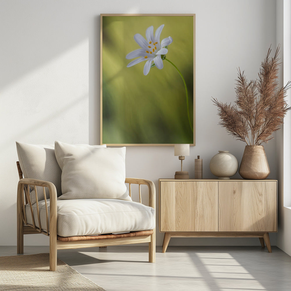 Stitchwort | Poster