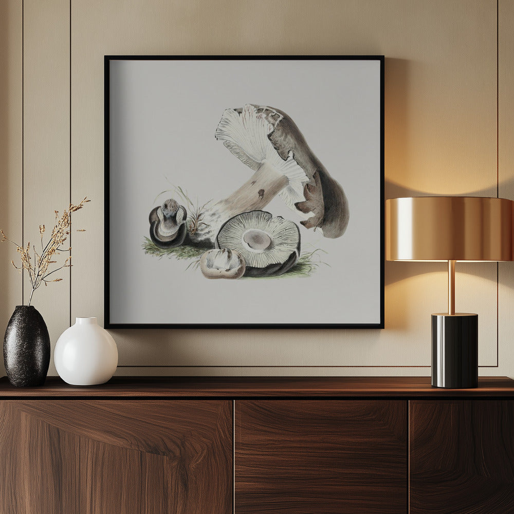 Vintage Agaricus Augustus Pilz | Poster