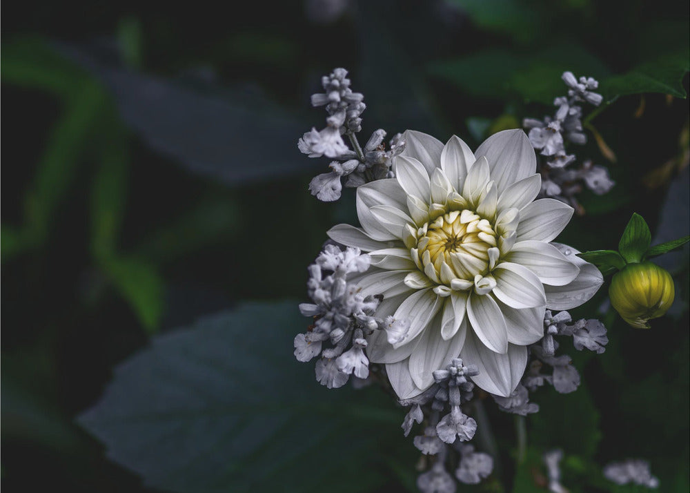 Dahlienblüte | Tapete