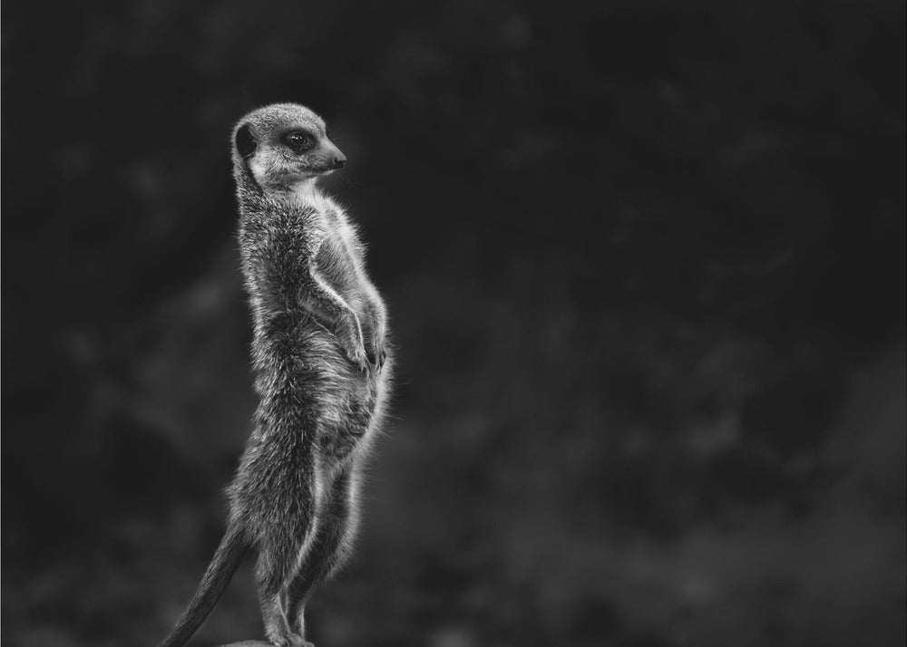 Das Erdmännchen | Leinwand