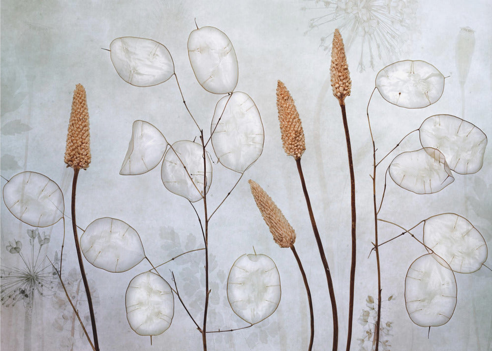 Lunaria | Tapete