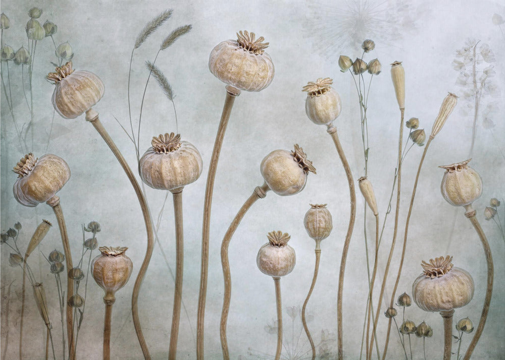 Papaver | Poster